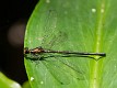 Austroargiolestes aureus female-1